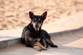 We did not find results for: Tips On How Not To Lose Your Pet Expatwoman Com