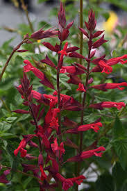 Roman Red Salvia Monrovia Roman Red Salvia Salvia Plants Salvia Waterwise Garden