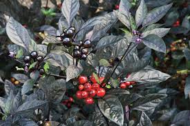 We did not find results for: Black Pearl Pepper Alchetron The Free Social Encyclopedia