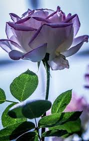 Pink Tinged Rose Goruntuler Ile Guller Mor Gul Bitki