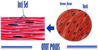 Otot Polos Pengertian Fungsi Letak Bentuk Cara Kerja Contoh