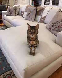 Start personalising your room and board metro sofas, armchairs, ottomans or sectionals with machine washable and super tough textiles simply by first selecting the size of your furniture below! Room Board Modern Furniture On Twitter It S Caturday Night And Zingo Is Feline Fine On Our Metro Sofa Harleyvnewton