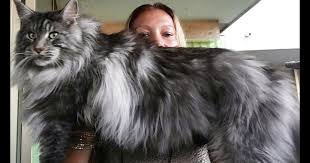 A lot of cats look like a maine coon cat and if you have not had any real experience with the breed you may be easily duped into paying a lot of money for a cat that is in fact only be suspect of any breeder that offers you maine coon kittens for less than $400 (that is typically the low end of pricing range). Maine Coon Cat Price Australia Best Cat Wallpaper