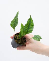 Image result for Huperzia gnidioides