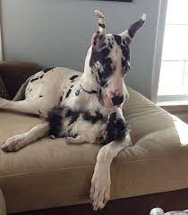 My Great Dane Crush And Long Haired Chihuahua Stitch Have A Secret Friendship Huge Dogs Crazy Dog Lady Chihuahua