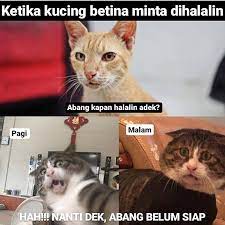10 Meme Kucing Pengin Dihalalin Lucu Menggelitik Brilio Net Line Today