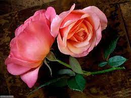 200 000 immagini fiori da scaricare gratis pixabay. Foto Fiori 2 Per Sfondi