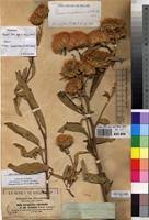 Image result for Vernonia adoensis