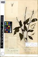 Image result for Sclerochiton vogelii