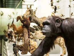 Museum.de postfach 1156 ostwall 2 46509 xanten germany. Zoologisches Museum Der Universitat Zurich Zuerich Com