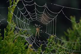 See full list on wikihow.com Good Vibrations Spider Signal Threads Reveal Remote Sensing Design Secrets University Of Oxford