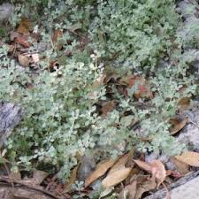 Image result for Glinus