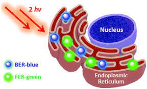What does endoplasmic reticulum er look like? Two Photon Probes For The Endoplasmic Reticulum Its Detection In A Live Tissue By Two Photon Microscopy Chemical Communications Rsc Publishing