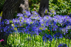 We would like to show you a description here but the site won't allow us. Summerwinds Nursery Ca Home Facebook