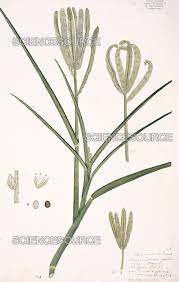 Image result for Eleusine coracana