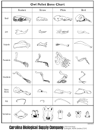 owl pellet id chart science owl pellets science