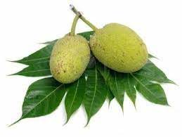 Or $0.99 to buy mp3. Fresh Breadfruit Set Of 2 Buy Online In Germany At Desertcart De Productid 82711112