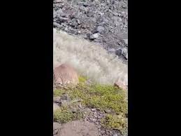 2 جبل عير في المدينة المنورة يكتسي باللون الأخضر youtube places to visit world visiting