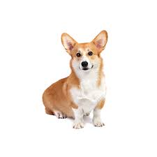 Why buy a corgi puppy for sale if you can adopt and save a life? Pembroke Welsh Corgi Puppies Petland San Antonio