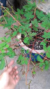 Image result for Mimosa pudica