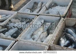 As the biggest and most equipped fish. Shutterstock Puzzlepix