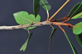 Image result for Vitellariopsis