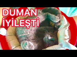 Kedimiz Duman Iyilesir Iyilesmez Sahalara Geri Dondu Youtube