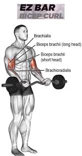 Ez Bar Curl Workout Online Www Spora Ws