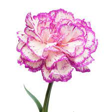 Pin On Wedding Flowers And Photos
