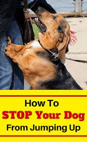 Boost dog's self control · 5 dog's emotion exercise Train Your Dog Not To Jump Up On People Learn The 4 Most Important Things You Need To Know To St Training Your Dog Dog Training Obedience Dog Training Jumping
