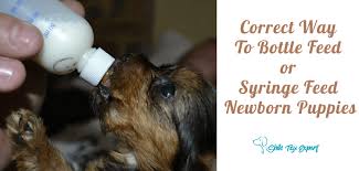 Larger puppies with robust appetites can start towards the. Correct Way To Bottle Feed Or Syringe Feed Newborn Puppies Shih Tzu Expert