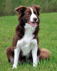 Hottest Snap Shots Border Collies Names Concepts Smartest Dog Breeds Brown Border Collie Collie Dog