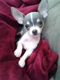 Seriously Adorable Perros Chihuahua Perros Chiguagua Perros Golden Bebes