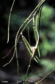 Image result for Cynanchum viminale