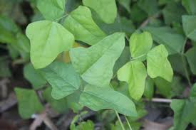 Image result for Psophocarpus scandens