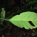 Image result for Tabernaemontana crassa