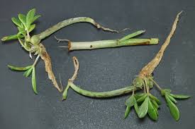 Image result for Secamone delagoensis