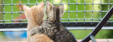 Petfinder has helped more than 25 million pets find their families through adoption. Top 10 Friendliest Cat Breeds Is Yours On The List Purina