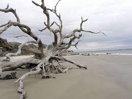 Driftwood Beach Jekyll Island Ga Driftwood Beach Jekyll Island Driftwood Beach Beach