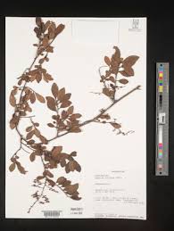 Image result for Embelia schimperi