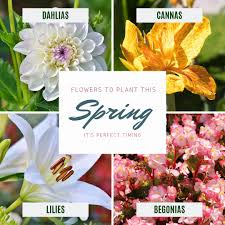 If you're looking for a delivery service in jacksonville nc, here are 8 of your best options. 1 800 Flowers Of Jacksonville Flowers 800 Twitter