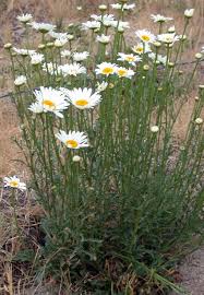 Image result for Oxyanthus goetzei