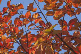 Tree crapes, although all crape myrtle's are actually bushes are great! Crepe Myrtle With Yellow Leaves Causes Of Yellow Leaves On A Crepe Myrtle