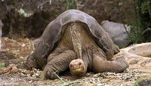 Meet 2 Of The World S Oldest Tortoises In Uganda Cctv News Cctv Com English