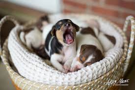 If they fail to take in her milk within this brief time span, they can't get her colostrum, and therefore can't get passive immunity. New Born Puppies Jack Russell