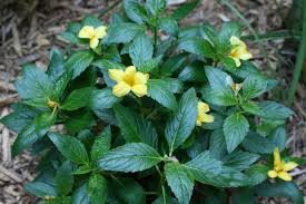 Selections and availability may vary by store. 12 Plants That Thrive In The Sun How To Make A Beautiful South Florida Flowerbed Dengarden