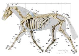 Equine Skeletal Anatomy Chart Horse Anatomy Horse Bones