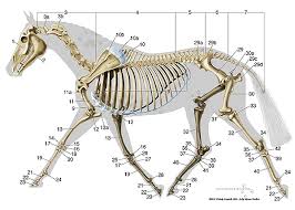 equine skeletal anatomy chart horse anatomy horse bones