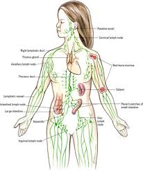 What Organs Are Part Of The Lymphatic System Dummies