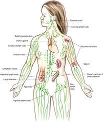 what organs are part of the lymphatic system dummies